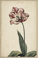 S+ 141c
          <br/>
          Tulp 'Colomba'
          <br/>
          <em>Anoniem</em>